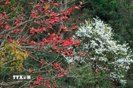 Sắc đỏ của hoa gạo và màu trắng của hoa Ban tạo nên bức tranh thiên nhiên vừa rực rỡ, vừa mềm mại. (Ảnh: Trung Kiên/TTXVN)