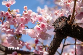 Hoa anh đào Angyo có màu hồng đậm, cánh nhỏ, tạo cảm giác ấm áp báo hiệu Xuân về. (Ảnh: Xuân Giao/TTXVN)