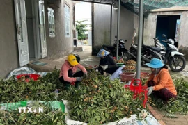 Giá nhãn xuồng cơm vàng tại các vùng chuyên canh nhãn xã Hòa Hiệp, Bình Châu, Thành phố Hồ Chí Minh giảm xuống chỉ còn 11.000 đồng/kg. (Ảnh: Hoàng Nhị/TTXVN)