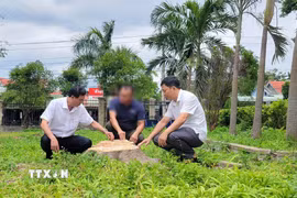 Gốc một cây xanh trong khuôn viên trụ sở xã Đông, huyện Kbang cũ (nay là trụ sở Đảng ủy xã Kông Bơ La, tỉnh Gia Lai) đã bị cưa hạ. (Ảnh: Hoài Nam/TTXVN)