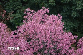 Những chùm hoa lung linh khoe sắc, tạo nên một bức tranh thiên nhiên tuyệt đẹp trên mảnh đất Mù Cang Chải. (Ảnh: Tuấn Anh/TTXVN)