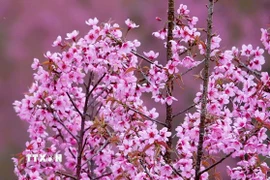 Hoa Tớ Dày khoe sắc hồng ở vùng cao