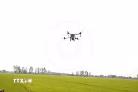 Drone thực hiện thao tác phun phân bón trên đồng ruộng. (Ảnh: Thu Hiền/TTXVN)
