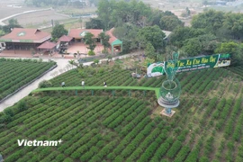 Vùng nguyên liệu để sản xuất sản phẩm OCOP của Hợp tác xã chè Hảo Đạt, xã Tân Cương, thành phố Thái Nguyên. (Nguồn: Vietnam+)