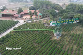 Vùng nguyên liệu để sản xuất sản phẩm OCOP của Hợp tác xã chè Hảo Đạt, xã Tân Cương, thành phố Thái Nguyên. (Nguồn: Vietnam+)