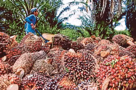 Thu hoạch trái cọ. (Nguồn: NST)