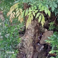 Cây Mán đĩa mọc rải rác trong rừng ở nhiều nơi trong tỉnh Quảng Trị. (Ảnh: TTXN phát)