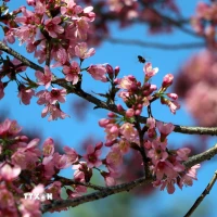 Mai anh đào là giống cây rừng, được đưa về trồng trên đường phố Đà Lạt làm cảnh từ nhiều thập kỷ trước. (Ảnh: Chu Quốc Hùng/TTXVN)