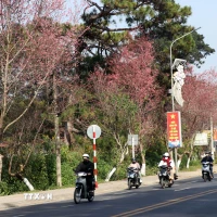 Đường Trần Hưng Đạo bung nở hàng Mai anh đào trước tết. (Ảnh: Chu Quốc Hùng/TTXVN)