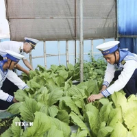 Chiến sỹ trồng rau xanh ngắn ngày tại các đảo thuộc đặc khu Trường Sa, tỉnh Khánh Hòa. (Ảnh: TTXVN phát)
