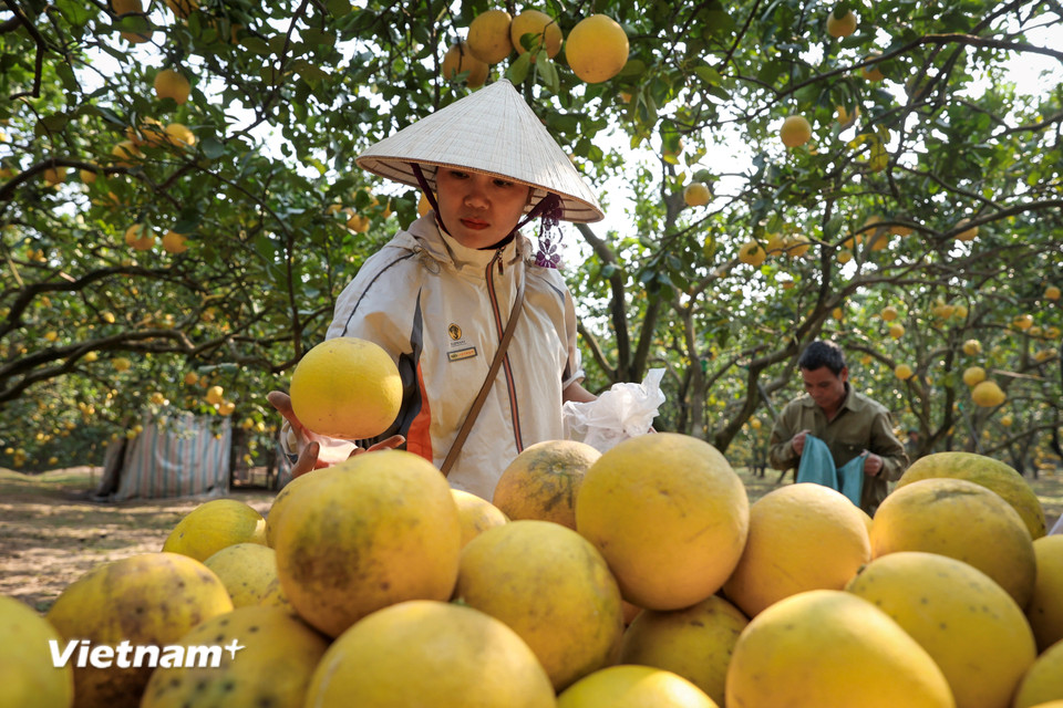 Những quả bưởi 'hàng tuyển' sẽ được chọn lựa kỹ càng để bán với giá cao hơn. (Ảnh: Hoài Nam/Vietnam+)