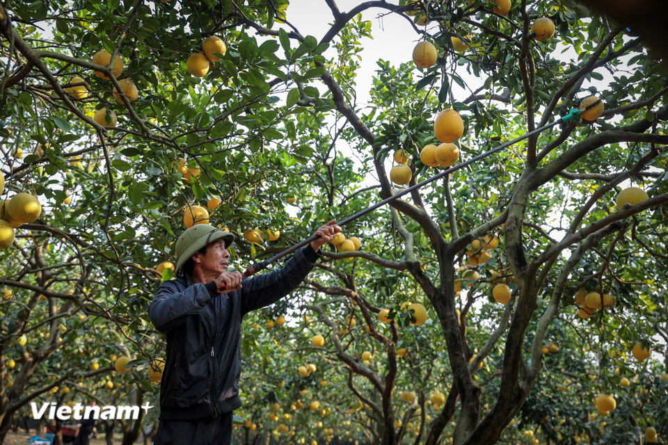 Hiện tại là thời điểm đẹp nhất để thu hoạch trái. Bưởi Diễn có thể bảo quản trong điều kiện bình thường đến 2 tháng sau khi hái xuống và càng để lâu ăn càng ngọt nên được thị trường ưa chuộng. (Ảnh: Hoài Nam/Vietnam+)