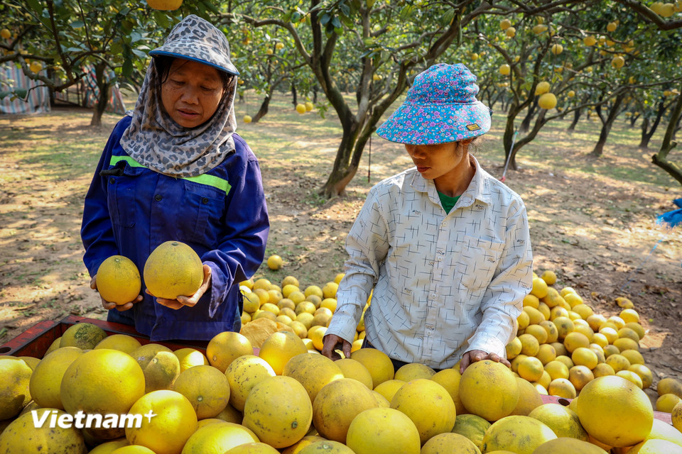 Giá trung bình 1 quả khoảng 40.000 đồng. Tùy thuộc và mẫu mã và kích cỡ để nhà vườn phân loại và bán với nhiều mức giá. (Ảnh: Hoài Nam/Vietnam+)