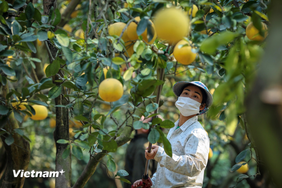 Các hộ dân trồng bưởi cho biết mặc dù năm nay chịu thiệt hại do bão số 3 gây ra nhưng chất lượng quả lại tốt và được giá hơn so với năm trước. (Ảnh: Hoài Nam/Vietnam+)