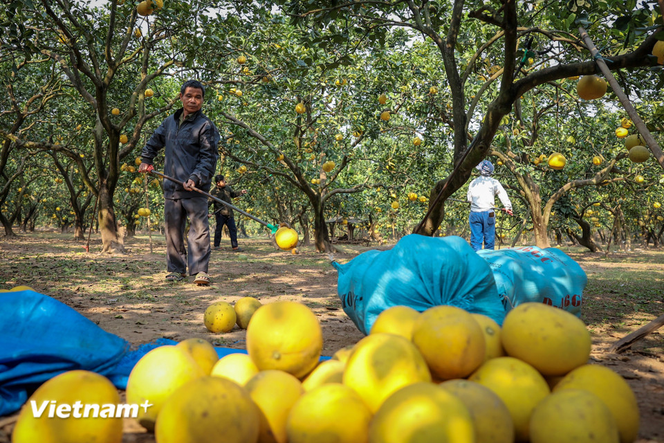 Tại vườn bưởi Thu Dũng, người dân đang thu hoạch để cung ứng những đơn hàng đặt cho dịp dù năm nay sản lượng giảm so với năm trước vì bị rụng nhiều sau cơn bão số 3 cũng như nhiều cây đã bị chết. (Ảnh: Hoài Nam/Vietnam+)