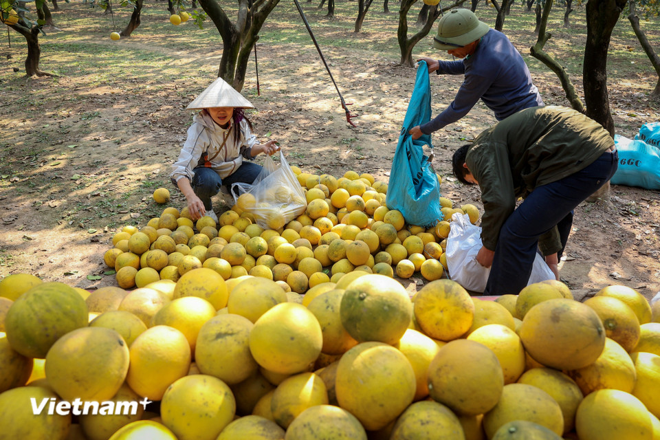 Mặc dù bưởi Diễn được trồng nhiều nơi nhưng nhiều khách hàng ưa chuộng về mẫu mã cùng chất lượng vẫn tìm đến tận những vườn bưởi Diễn 'xịn' để đặt hàng cho dịp Tết. (Ảnh: Hoài Nam/Vietnam+)