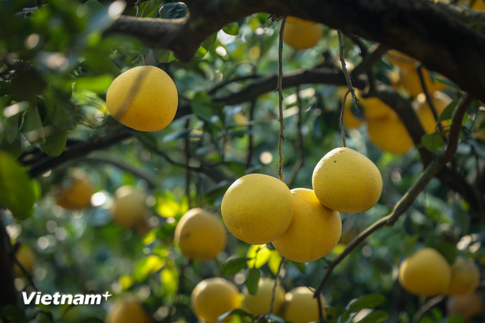 Bưởi Diễn chỉ cho thu hoạch đúng vào dịp cận Tết. (Ảnh: Hoài Nam/Vietnam+)