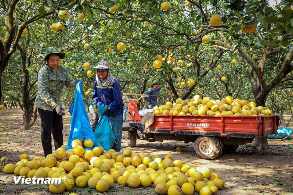 Tuy nhiên, năm nay hàng lại bán nhanh hơn và được giá hơn năm trước. (Ảnh: Hoài Nam/Vietnam+)