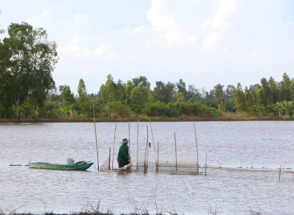 Là tỉnh cuối nguồn sông Hậu nên mùa lũ tại Hậu Giang thường đến và hết trễ hơn các tỉnh khác ở vùng Đồng bằng sông Cửu Long, thường bắt đầu chớm tháng 10 và kết thúc vào cuối tháng 11 hằng năm. (Ảnh: Duy Khương/TTXVN)