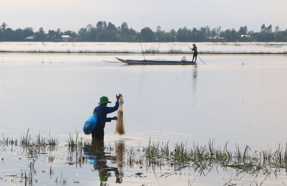 Nhiều cánh đồng trên địa bàn Hậu Giang tiếp tục kéo dài mùa lũ. (Ảnh: Duy Khương/TTXVN)