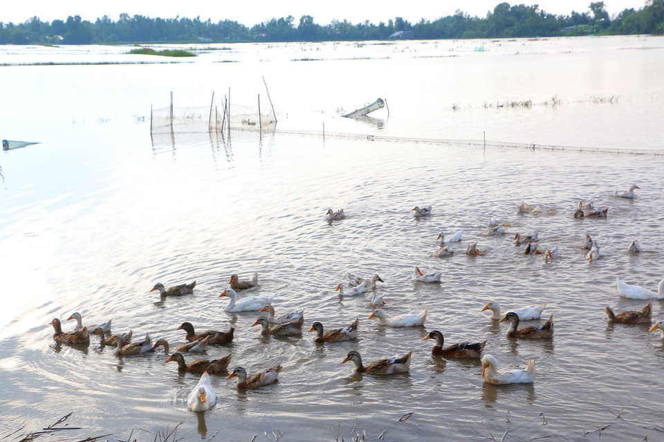 Mùa lũ tại Hậu Giang thường đến và hết trễ hơn các tỉnh khác ở vùng Đồng bằng sông Cửu Long, thường bắt đầu chớm tháng 10 và kết thúc vào cuối tháng 11 hằng năm. (Ảnh: Duy Khương/TTXVN)