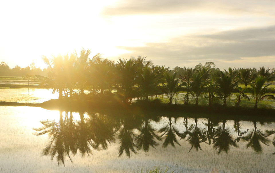 Cánh đồng ngập nước tại huyện Vị Thủy, tỉnh Hậu Giang. (Ảnh: Duy Khương/TTXVN)