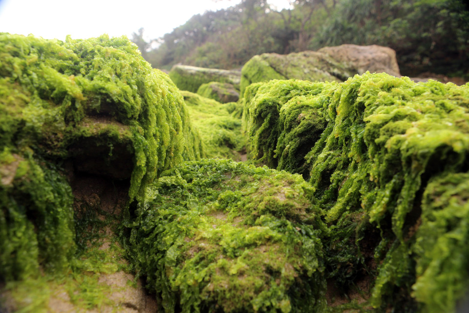 Trong ảnh: Rêu xanh phủ đầy lên những tảng đá tạo nên những hình thù lạ mắt. (Ảnh: Trần Lê Lâm/TTXVN)