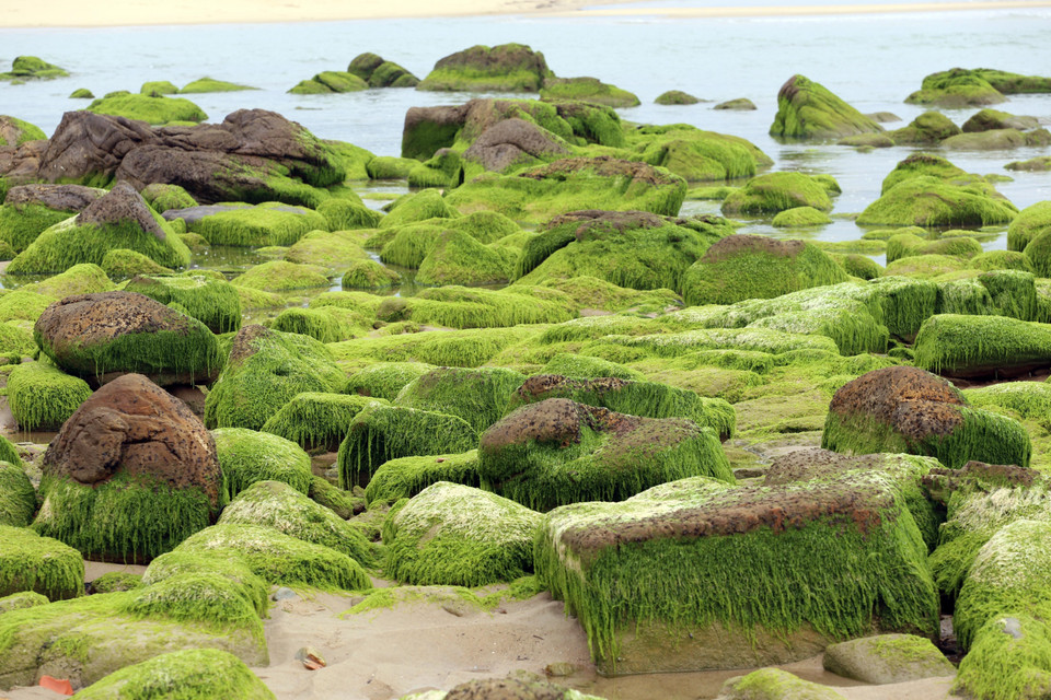 Những tảng đá với đủ hình thù, kích thước to, nhỏ khác nhau, vùi mình trong cát, nằm ẩn hiện trong làng nước biển xanh mát, mỗi khi thủy triều rút lộ ra trên bãi cát dài mịn màng, tạo nên một khung cảnh thiên nhiên kỳ thú.