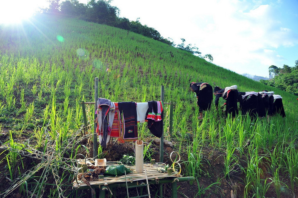 Đàn cúng lễ cầu mùa được lập trên mảnh ruộng. (Ảnh: Phan Tuấn Anh/TTXVN)