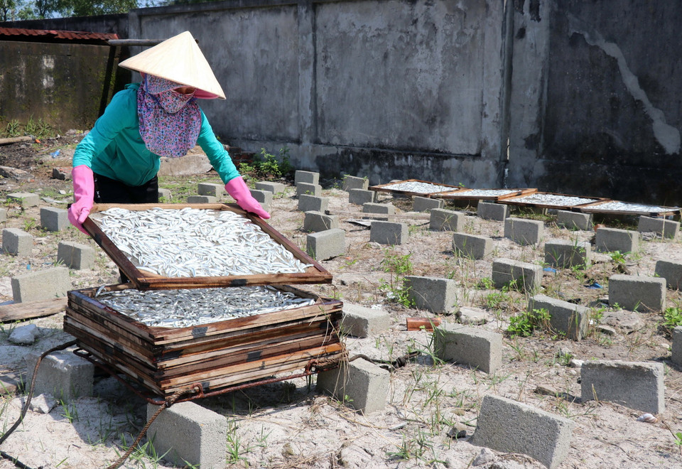  Phơi những vỉ cá cơm đã hấp chín. (Ảnh: Nguyên Lý/TTXVN)