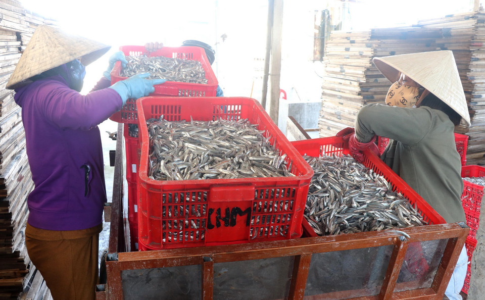  Cá cơm tươi được thu mua rồi mang về sơ chế để hấp chín. (Ảnh: Nguyên Lý/TTXVN)