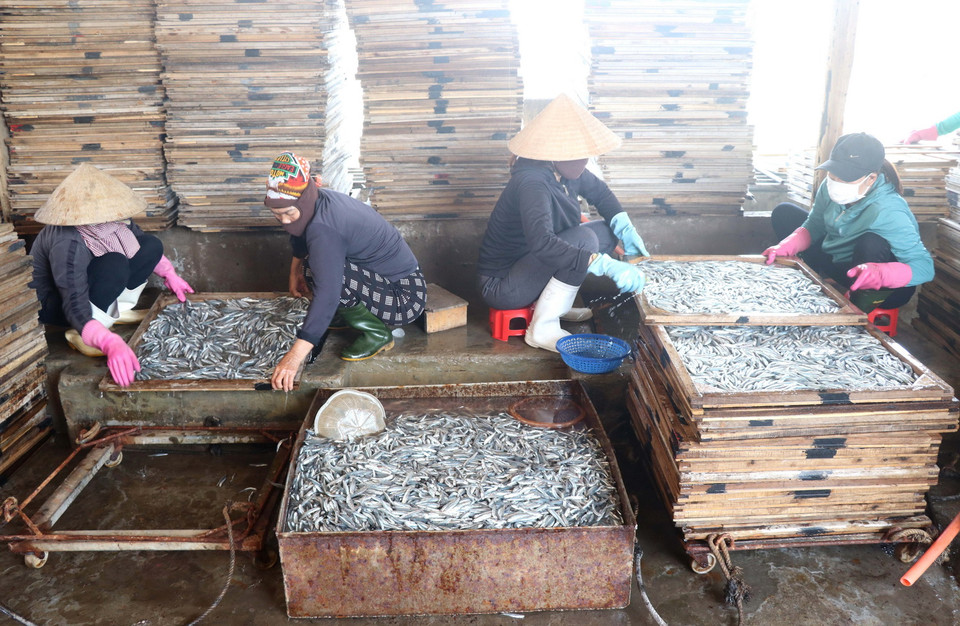  Cá cơm được rửa sạch rồi đưa lên vỉ lưới trước khi đưa đi hấp. (Ảnh: Nguyên Lý/TTXVN)
