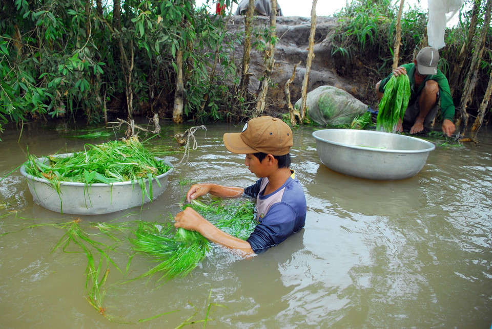 Hẹ nước là loài rau dân dã tự nhiên mọc nhiều vào mùa nước lũ từ tháng 6-8 âm lịch ở ruộng nước, kênh mương, đầm nước vùng đất phèn Đồng Tháp Mười. Do đó, người dân vùng Đồng Tháp Mười có thể khai thác hẹ nước suốt mùa lũ. (Ảnh: Mạnh Linh/TTXVN) 