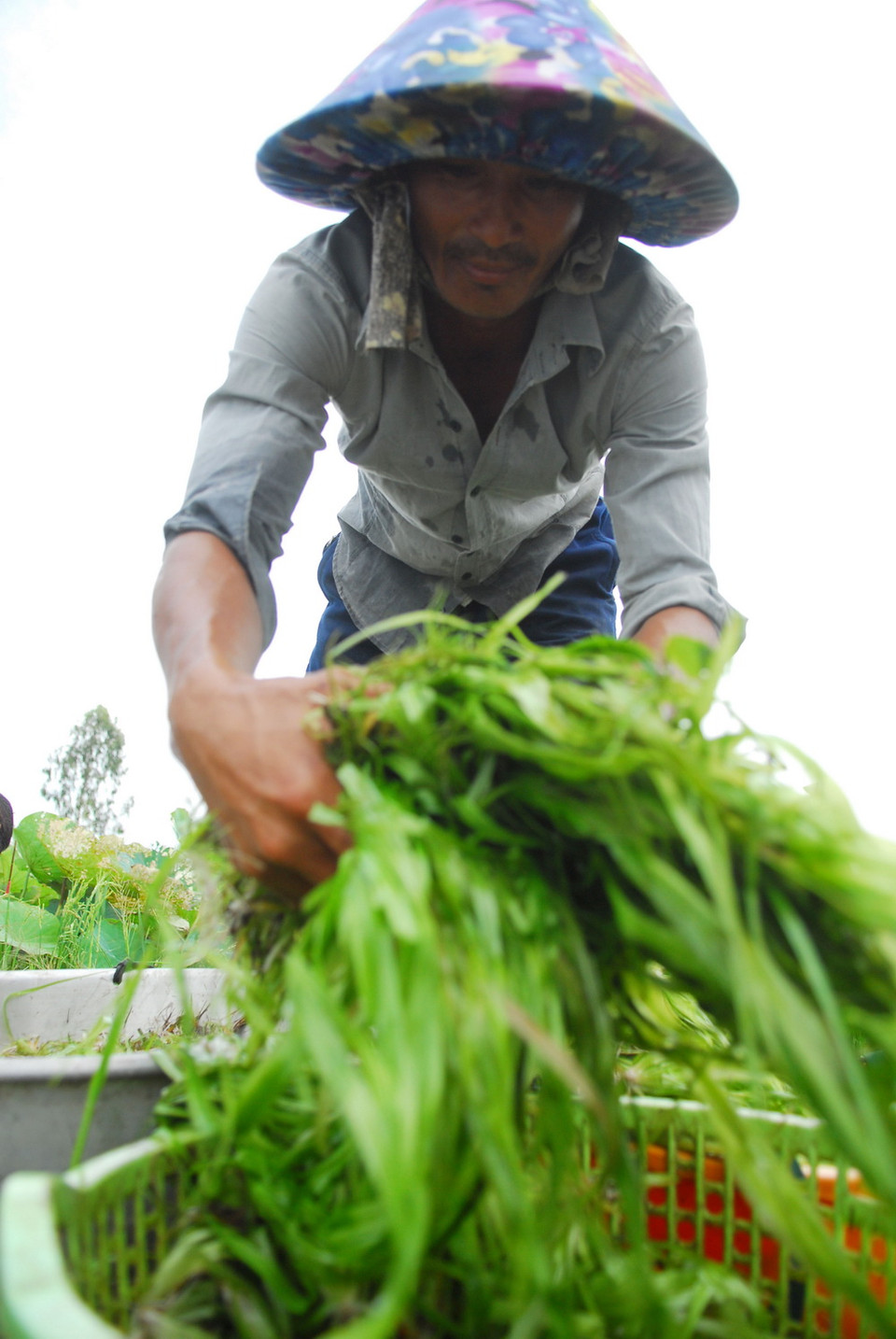 Hẹ nước thu hoạch xong được mang về sơ chế rồi bán cho thương lái. (Ảnh: Mạnh Linh/TTXVN)