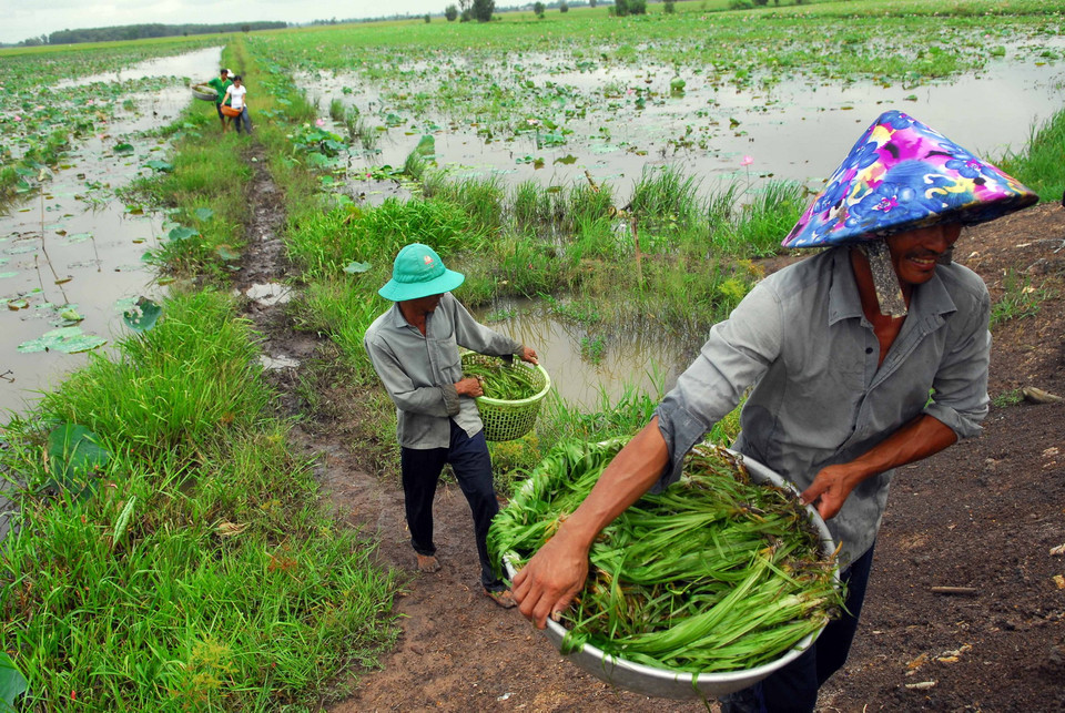 Hẹ nước được thương lái thu mua rồi cung cấp cho các chợ đầu mối và nhà hàng ở Thành phố Hồ Chí Minh, Tây Ninh, Đồng Nai và Tiền Giang... (Ảnh: Mạnh Linh/TTXVN)