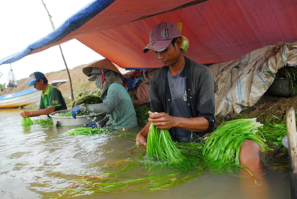 Những người làm công thu hái hẹ ở địa phương cho thu nhập hơn 100.000 đồng/ngày. (Ảnh: Mạnh Linh/TTXVN)