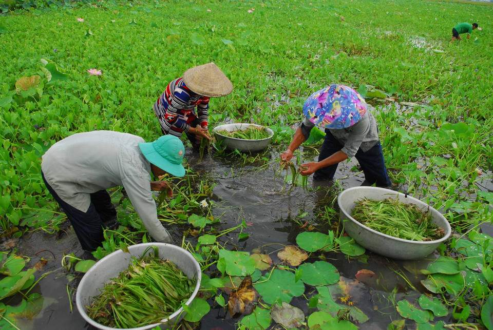 Thu hoạch hẹ trên cánh đồng sen rộng 7ha của gia đình anh Võ Thanh Phương (xã Tân Lập, huyện Mộc Hóa). (Ảnh: Mạnh Linh/TTXVN)