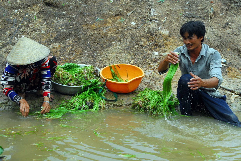 Công đoạn sơ chế hẹ nước. (Ảnh: Mạnh Linh/TTXVN)