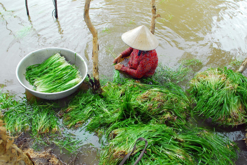 Hiện nay, trên những cánh đồng thuộc địa bàn huyện Mộc Hóa, tỉnh Long An người dân đang bước vào mùa thu hoạch hẹ nước. (Ảnh: Mạnh Linh/TTXVN) 