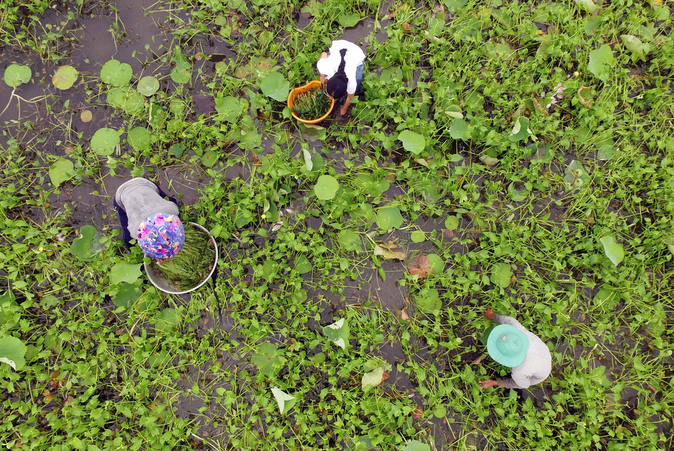 Với những người ít ruộng đất thì cây hẹ nước cho thu nhập cao, tạo công ăn việc làm cho những người làm công ở địa phương trong mùa lũ. (Ảnh: Mạnh Linh/TTXVN)