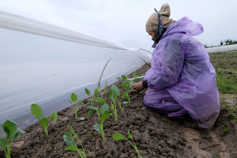 Ảnh hưởng của đợt rét hại kéo dài cũng không làm ảnh hưởng đến tinh thần lao động và quyết tâm “bám đồng, cứu rau” của bà con. (Ảnh: Hoàng Đạt/Vietnam+)