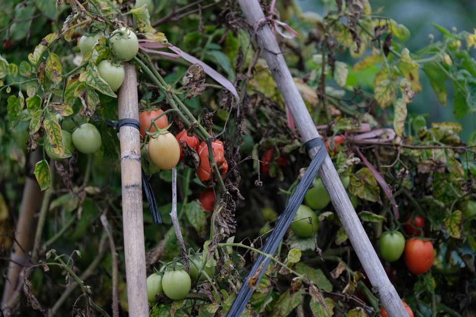 Nhiều diện tích rau màu đã bị thiệt hại do không thể thích ứng trong điều kiện thời tiết lạnh giá và nhiệt độ giảm sâu. (Ảnh: Hoàng Đạt/Vietnam+)