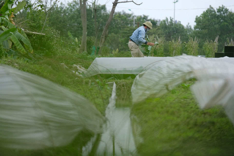 Tại xã Tiên Dương (huyện Đông Anh, Hà Nội), nhiều người nông dân đã dùng những tấm màng nilon dày, bọc lên những luống rau để bảo vệ rau khỏi rét hại và sương muối. (Ảnh: Lâm Phan/Vietnam+)