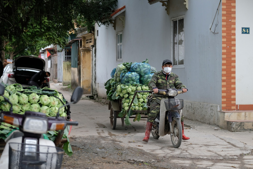 Được biết, sau khi thực hiện những biện pháp “chống rét” nói trên, chi phí cho sản xuất các loại rau màu tăng lên đáng kể, trong khi giá bán không tăng được nhiều. (Ảnh: Lâm Phan/Vietnam+)