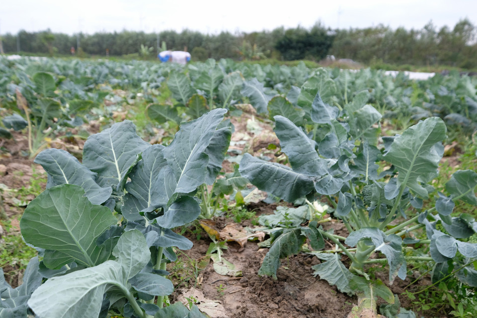 Ngoài ra, tăng sự chăm chút cho cây trồng là một trong những cách người nông dân ở ngoại thành Thủ đô “cứu” lấy rau màu trong những ngày giá rét. (Ảnh: Hoàng Đạt/Vietnam+)