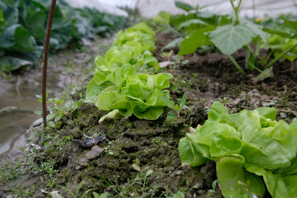 Các loại cây rau như su hào, bắp cải, xà lách... sinh trưởng chậm hơn rất nhiều trong điều kiện thời tiết lạnh giá. (Ảnh: Hoàng Đạt/Vietnam+)