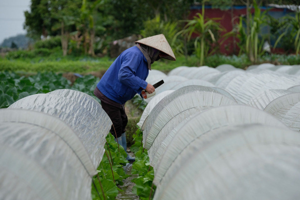 Bà Nguyễn Thị Thơ, người dân xã Tiên Dương (huyện Đông Anh, Hà Nội), cho biết chưa bao giờ thấy một đợt lạnh sâu và kéo dài như năm nay. (Ảnh: Lâm Phan/Vietnam+)