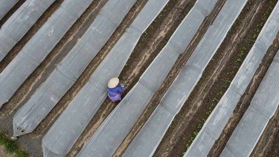 Đợt rét hại kéo dài trong nhiều ngày qua đã gây rất nhiều khó khăn cho việc canh tác nông nghiệp tại các huyện ngoại thành Thủ đô Hà Nội. (Ảnh: Lâm Phan/Vietnam+)