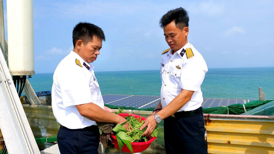 Hái rau nấu canh cho mâm cơm Tết. (Ảnh: Thu Hiền/TTXVN)