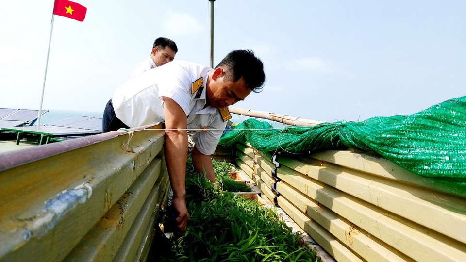 Chiến sỹ Nhà giàn DK1/10 hái rau nấu canh cho mâm cơm Tết. (Ảnh: Thu Hiền/TTXVN)